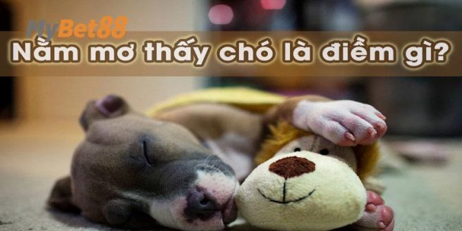 Ngủ mơ thấy chó và những điềm báo ấn tượng