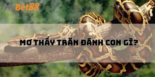Mơ Thấy Trăn: Lý Giải Thông Điệp Bí Ẩn Cùng Mybet88