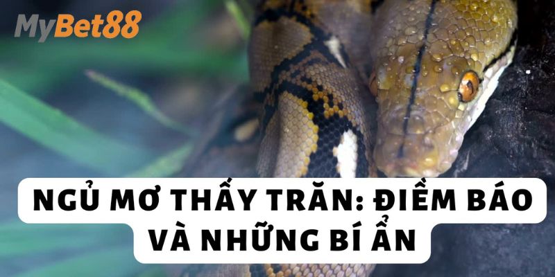 Thông điệp chi tiết của giấc mơ thấy con trăn